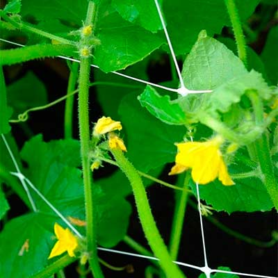 Сетка для огурцов