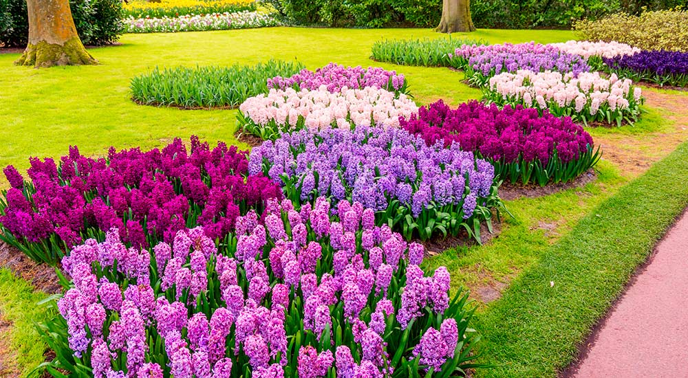 Оригинальная высадка с помощью корзинки: островки и узоры на газоне