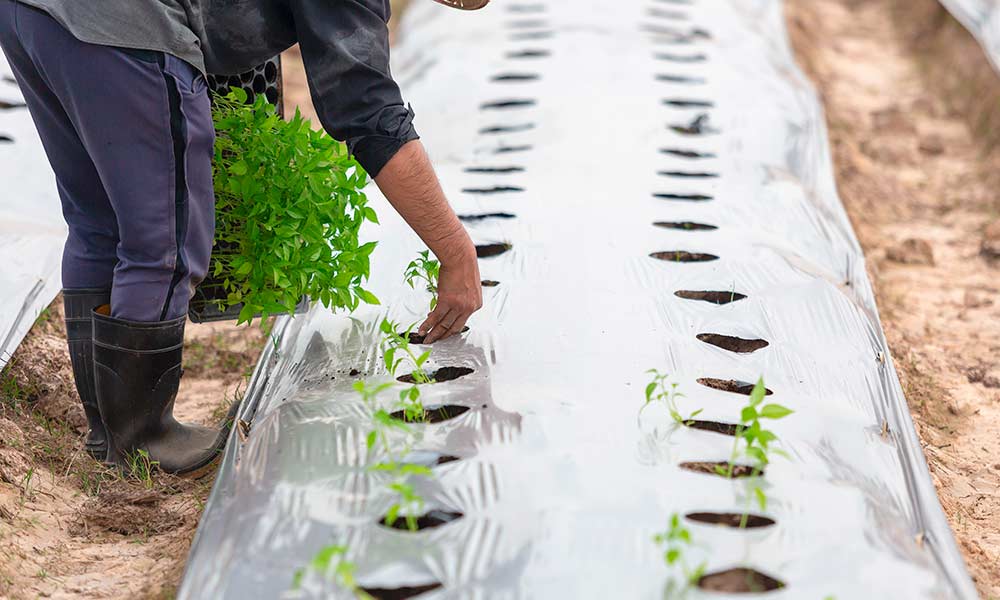 Грядка замульчирована укрывным материалом