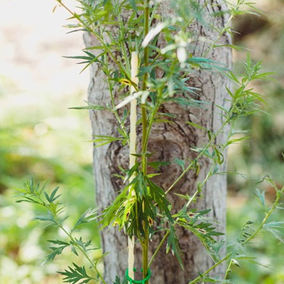 Колышек для подвязки растений