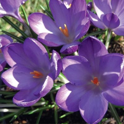 Крокус Руби Гиант