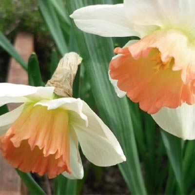 Нарцисс Акцент